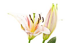 Lily Flower Isolated On White Stock Photography Lily Flower Isolated On White Stock Photography