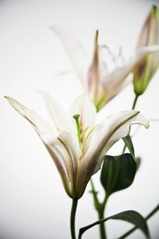 Beautiful Lily Flower Stock Photo Beautiful Lily Flower Stock Photo