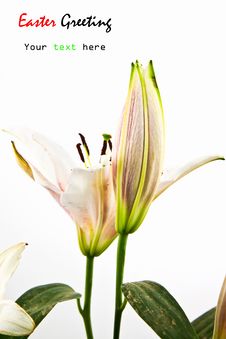 Lily Flower Isolated On White Royalty Free Stock Photography Lily Flower Isolated On White Royalty Free Stock Photography
