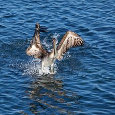 Pelican Landing On Water Stock Photos Pelican Landing On Water Stock Photos