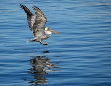Pelican Landing On Water Stock Images Pelican Landing On Water Stock Images