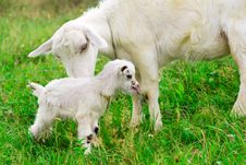 Cute White Goat Kid With Mother Goat Stock Images