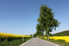 Rural Road Yellow Rape Canola Field And Tree Royalty Free Stock Images Rural Road Yellow Rape Canola Field And Tree Royalty Free Stock Images