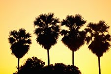 Palm Trees In Sunset Royalty Free Stock Photo Palm Trees In Sunset Royalty Free Stock Photo