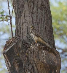 Common Kestrel Perched In A Tree Royalty Free Stock Photo Common Kestrel Perched In A Tree Royalty Free Stock Photo