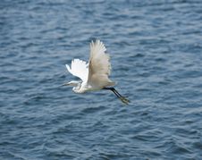 Little Egret In Flight Stock Image Little Egret In Flight Stock Image