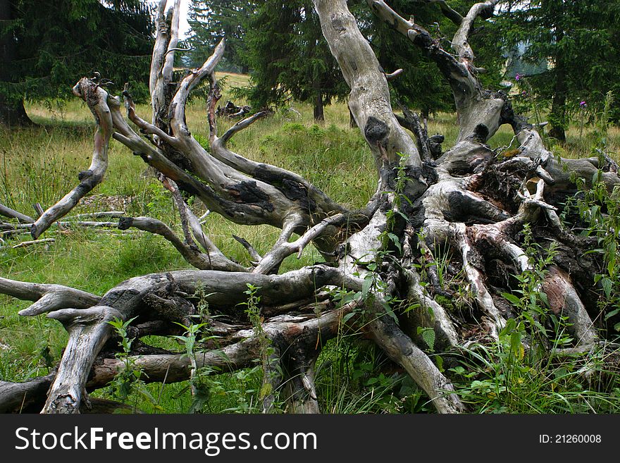 Tree Trunk