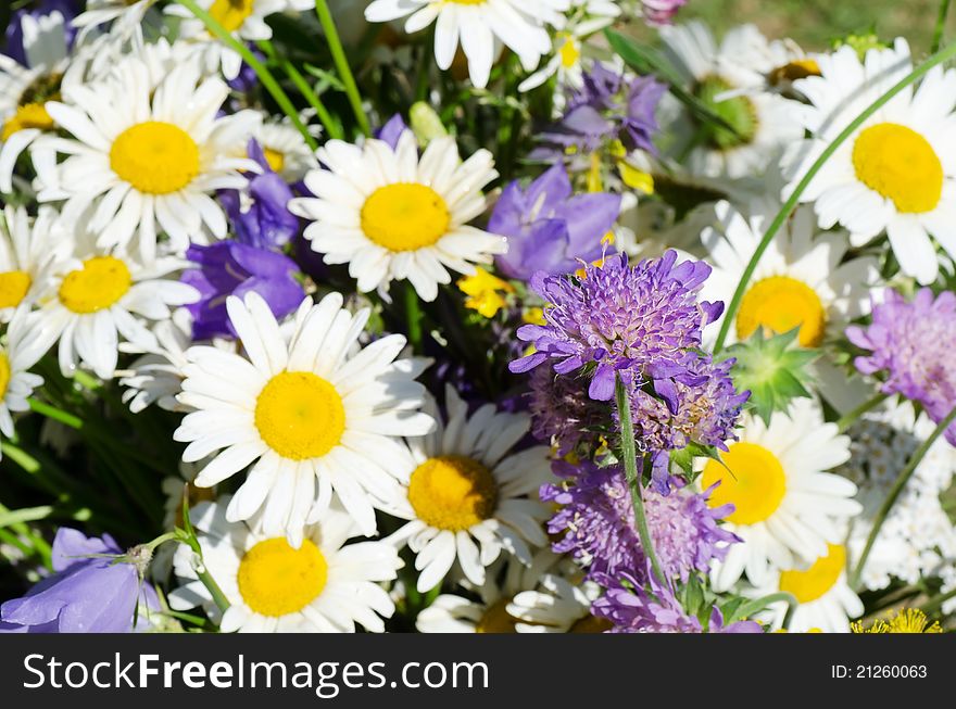 Bouquet of wild camomiles on a background