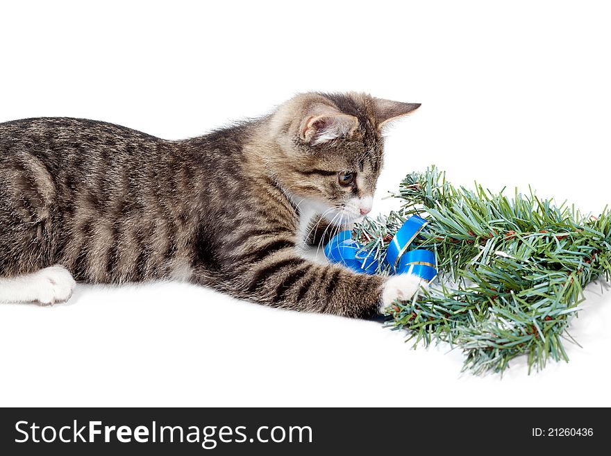 Striped kitten and pine branch on a white background. Striped kitten and pine branch on a white background