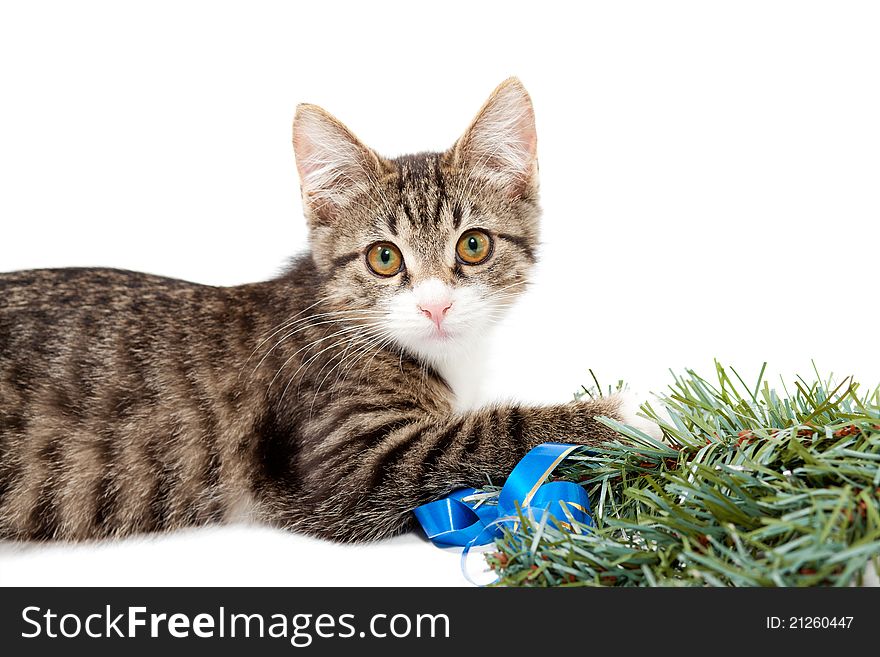 Striped kitten and pine branch on a white background. Striped kitten and pine branch on a white background