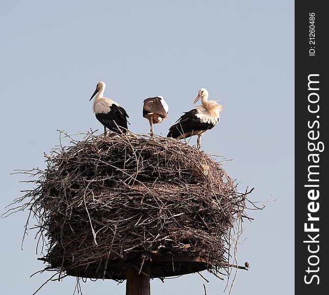 Storks stand in a jack, on a background of the clear sky