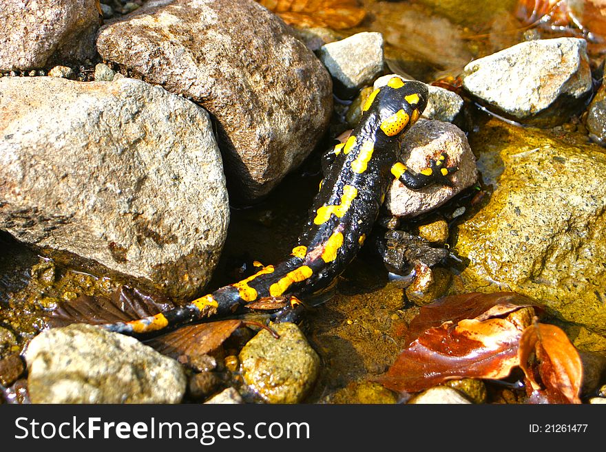 A spotty salamander in a watercourse between stones