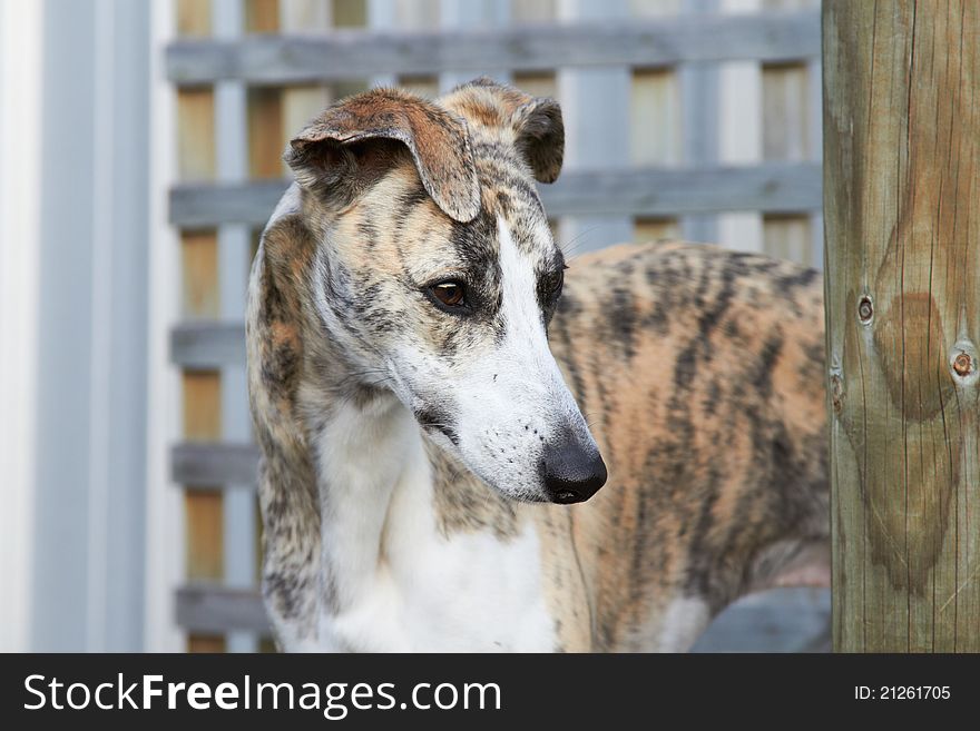 A young red brindle whippet standing outside. A young red brindle whippet standing outside.