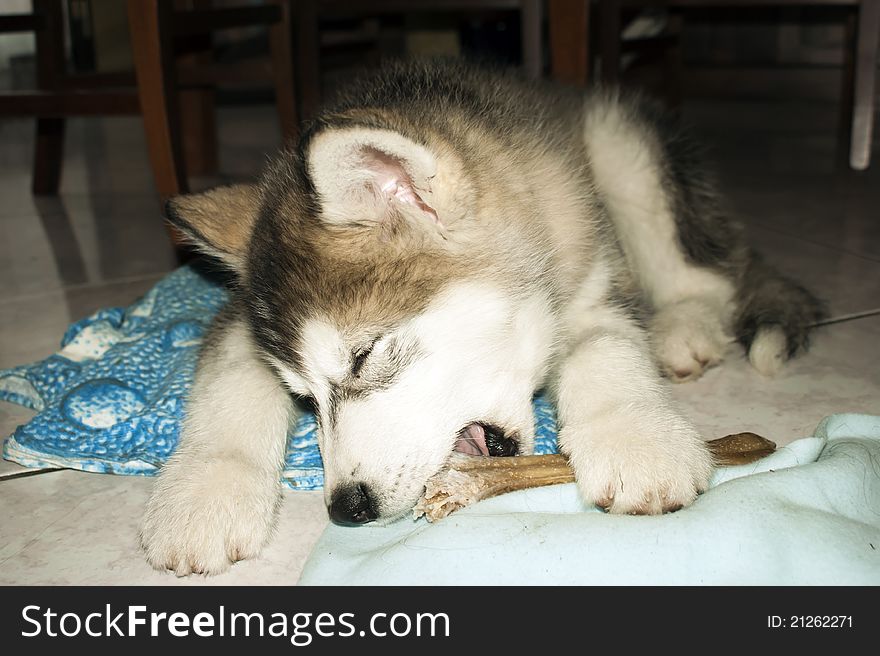 A very cute puppy of syberian husky malamute
at home eating. A very cute puppy of syberian husky malamute
at home eating