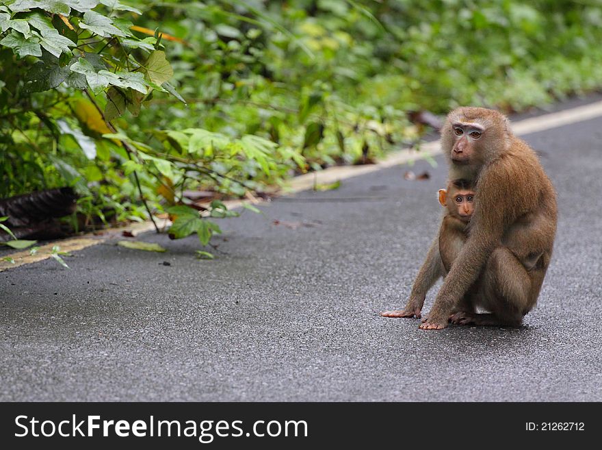 Little Monkey Hug On Mom