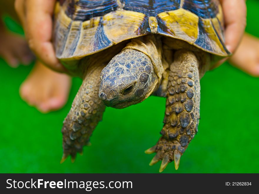 The child is played with a turtle. The child is played with a turtle