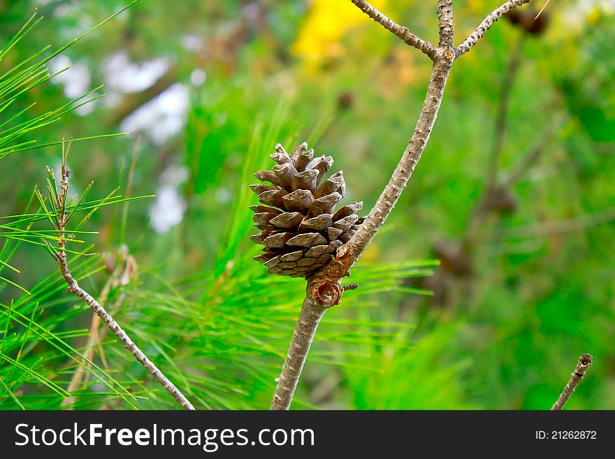 The cone in green wood. The cone in green wood