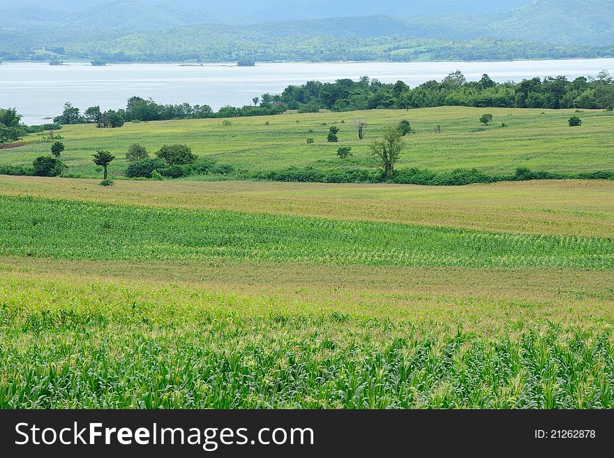 Colorful of corn field with lake