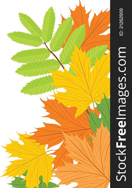 Maple and ash leaves. Illustration