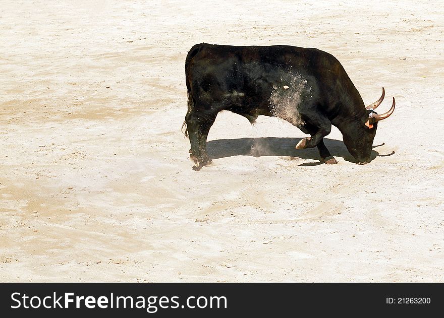 An angry bull shoving sand in an arena