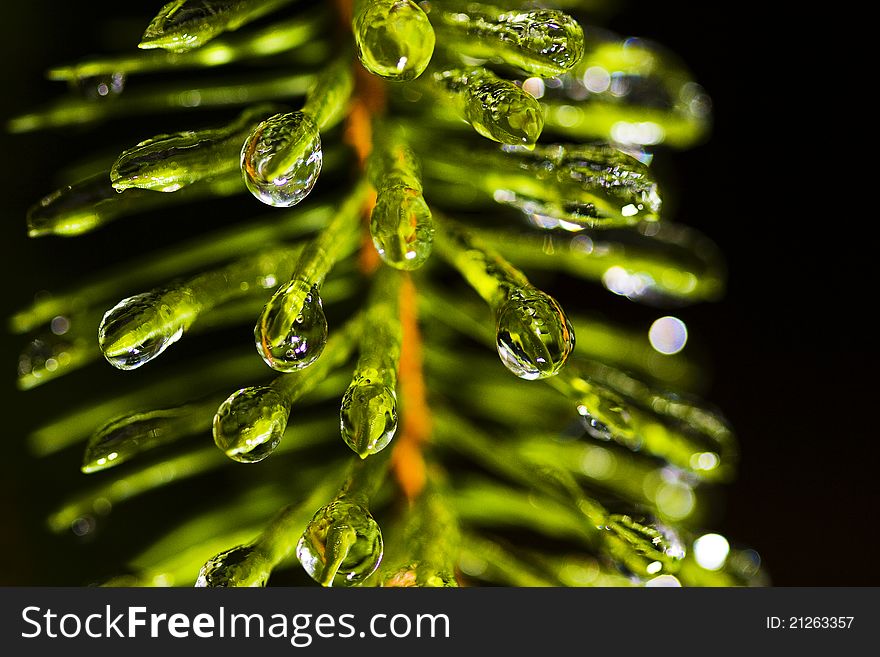 Water drops frozen on pine tree