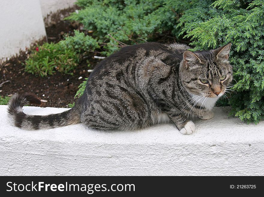 The Norwegian Cat sitting on a stone. The Norwegian Cat sitting on a stone