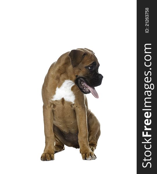 Boxer dog