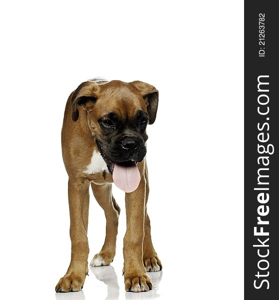 Puppy Boxer ( 4 months) in white background. Puppy Boxer ( 4 months) in white background