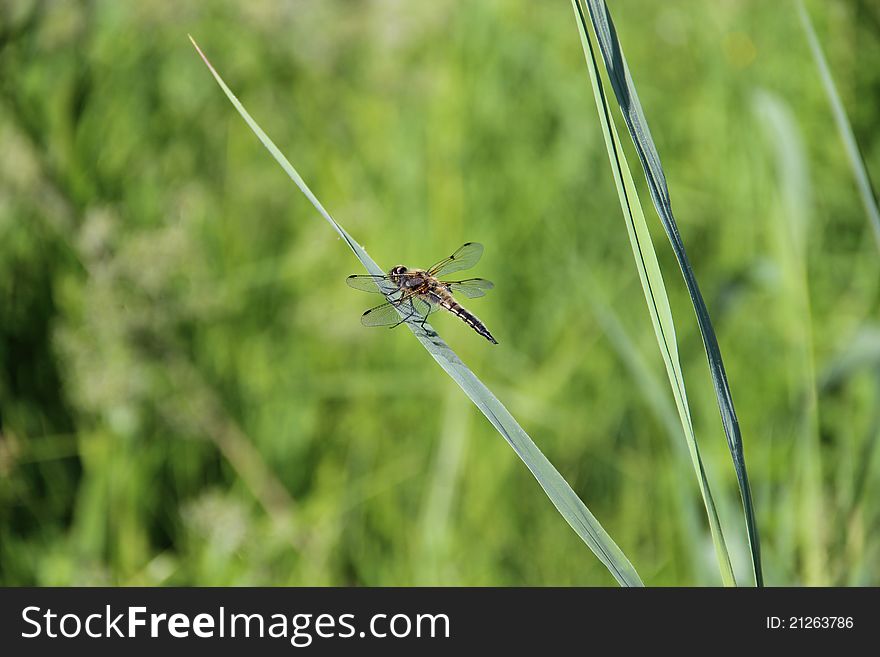 Dragonfly on the green grass