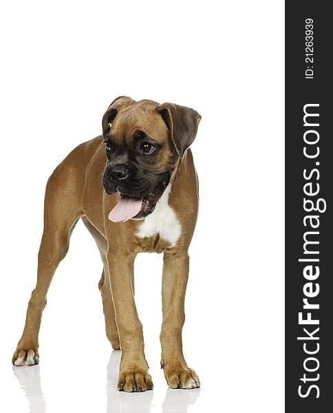 Puppy Boxer ( 4 months) in white background. Puppy Boxer ( 4 months) in white background