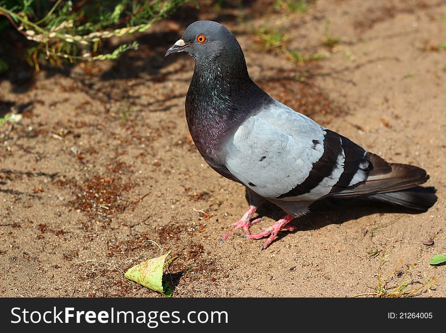 Pigeon on the sand