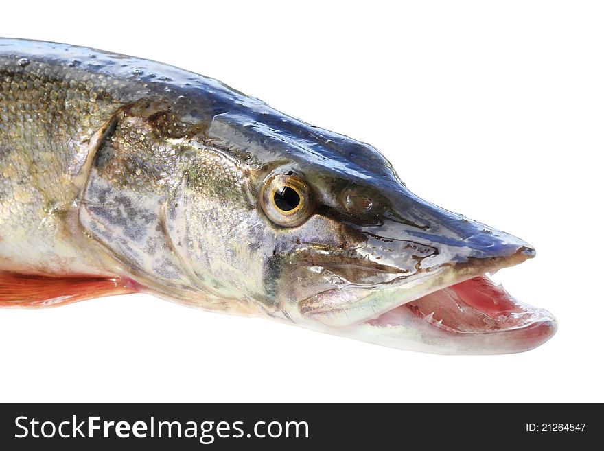 Jaws of a pike on a white background, isolated