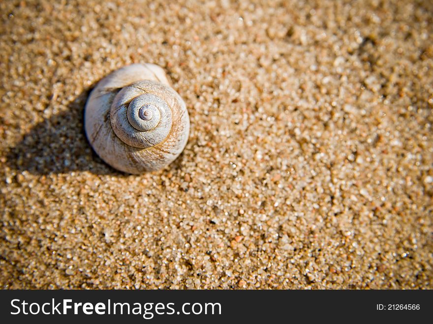 Small sea shell on a the shore of a beach. Small sea shell on a the shore of a beach