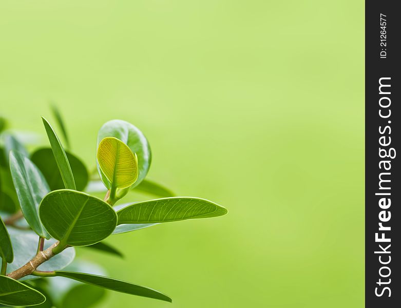 Green Leaves With Natural