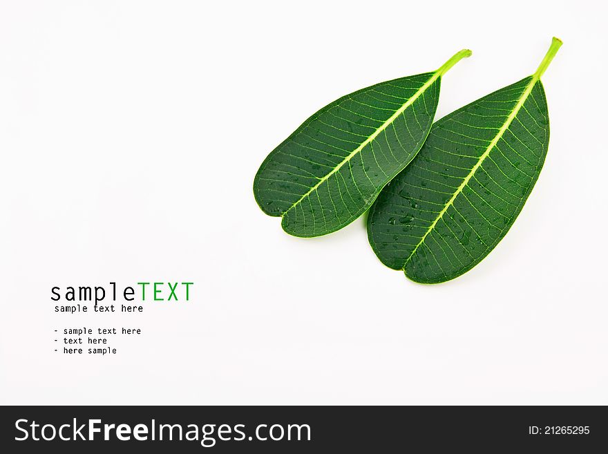 Water drops on green leaf. Water drops on green leaf