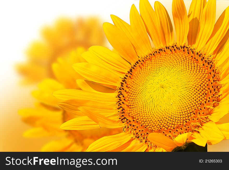 Beautiful yellow sunflower background abstract