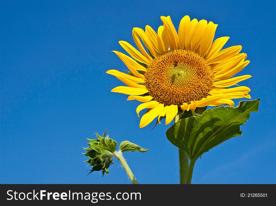 Beautiful yellow sunflower against blue sky background