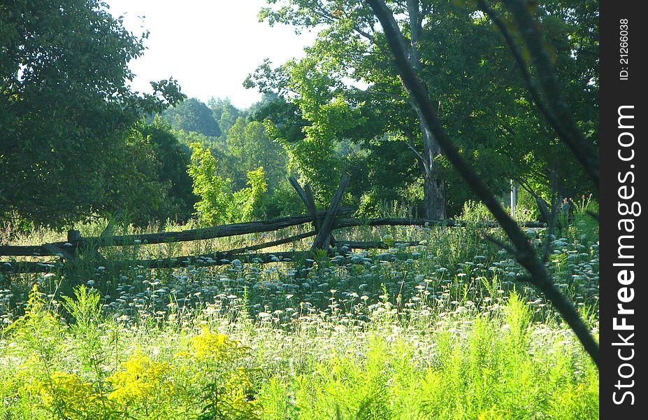 Flowers and split rail fence in wild meadow