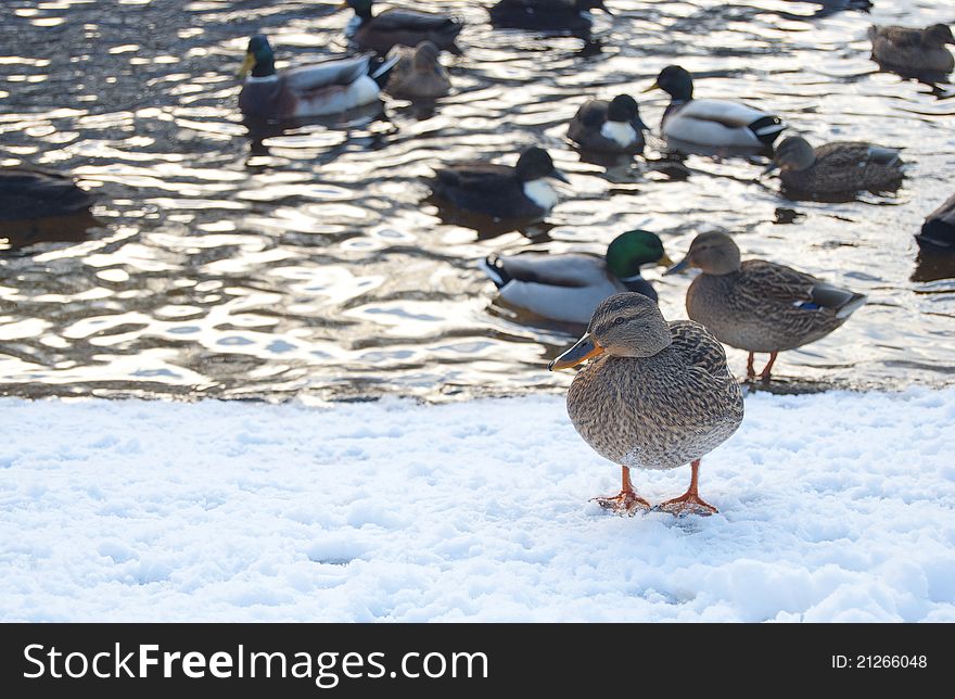 A group of ducks on the shore of a winter lake. A group of ducks on the shore of a winter lake