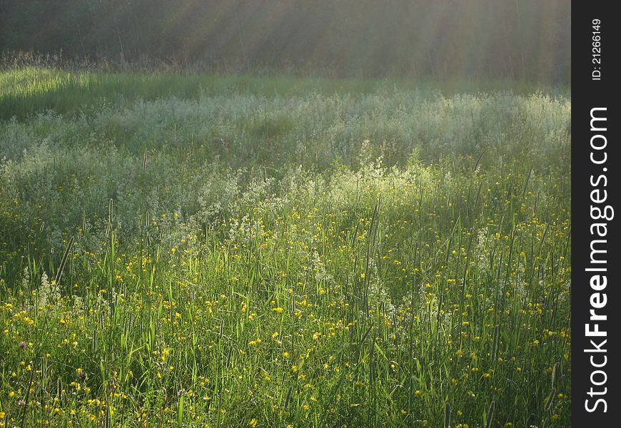 Evening sun on meadow of wildflowers. Evening sun on meadow of wildflowers