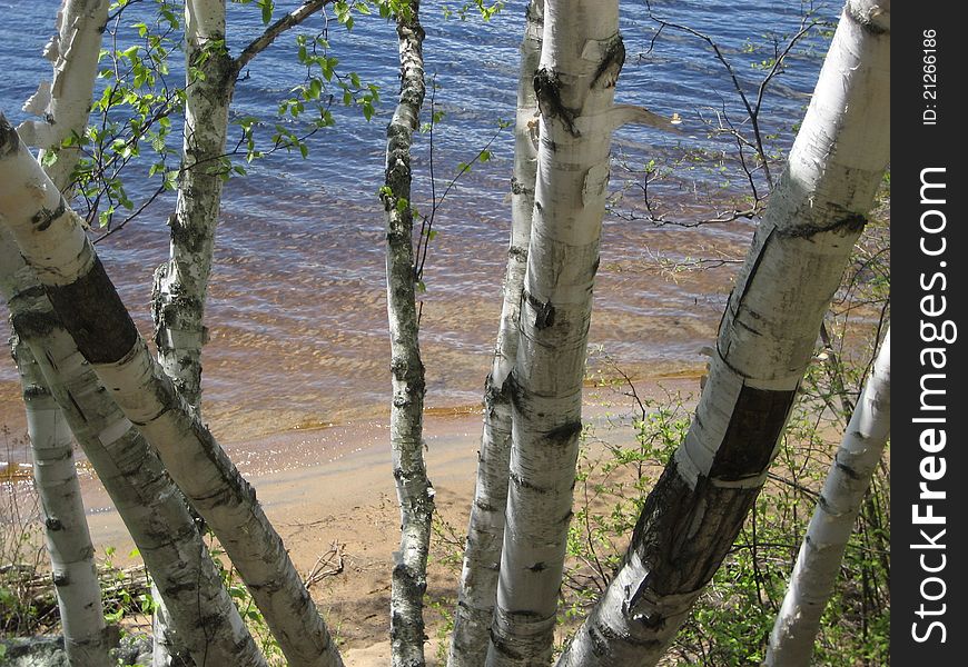 Slender birches stand by sandy lake. Slender birches stand by sandy lake