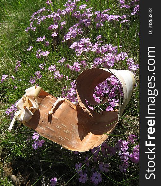 Scroll of birch bark lies on wild flowers. Scroll of birch bark lies on wild flowers