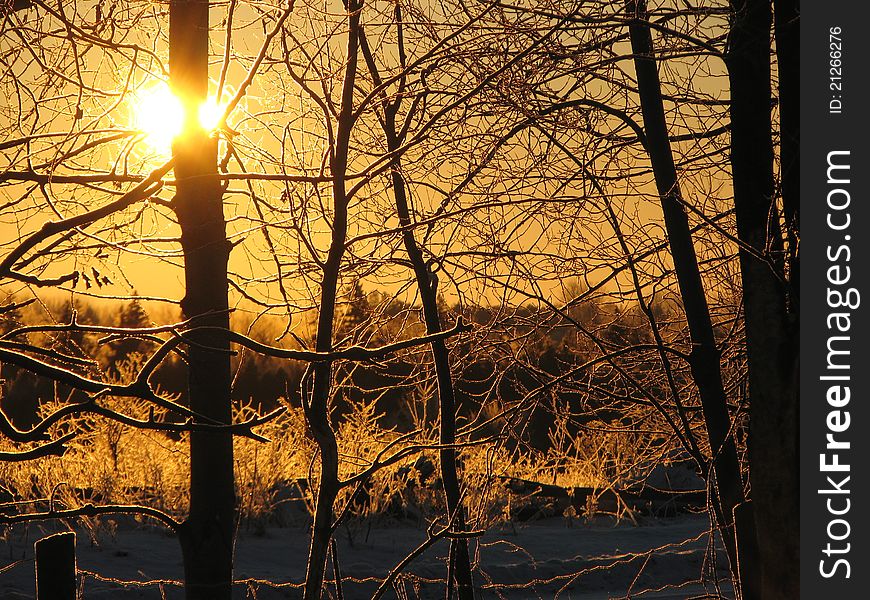 Winter dawn and poplars in silhouette against sunburst. Winter dawn and poplars in silhouette against sunburst