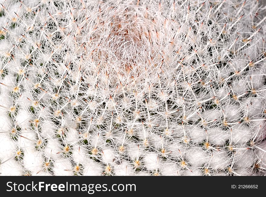 Closeup of an Old Man Cactus top. Closeup of an Old Man Cactus top