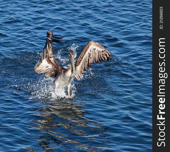 Closeup view of a pelican landing on water