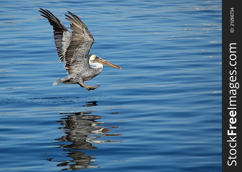 Closeup view of a pelican landing on water