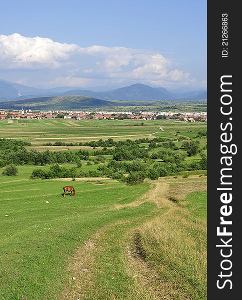 Horse feeding upon the green hills. Horse feeding upon the green hills