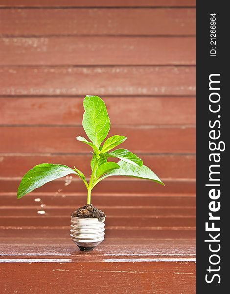 Green plant grow up through light bulb on wooden background. Green plant grow up through light bulb on wooden background