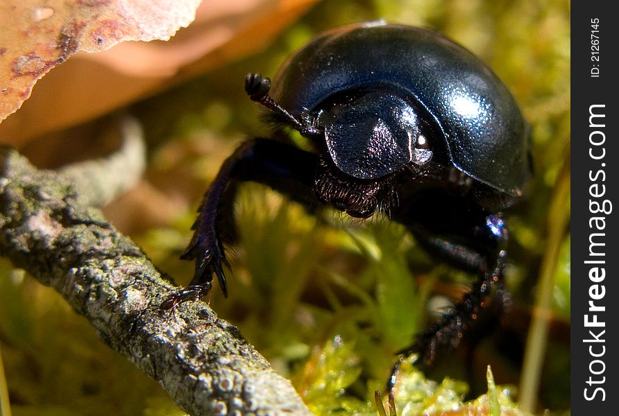 Macro of beetle in the nature