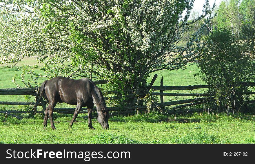 Black horse grazes in the orchard. Black horse grazes in the orchard